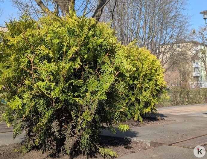 Вымерзшие лавровишни в декоративных вазонах в центре Калининграда заменили на туи (фото)   - Новости Калининграда | Фото: «Клопс»