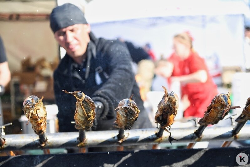 На «Дне селёдки» в Калининграде собрались 60 тысяч любителей рыбы, солнца, музыки и морских баек (фоторепортаж) - Новости Калининграда | Фото: Александр Подгорчук / «Клопс»