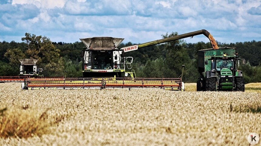 В Калининградской области установлен рекорд по урожайности зерновых   - Новости Калининграда | Фото: Александр Подгорчук / Архив «Клопс»