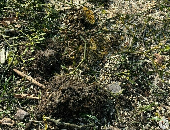 Куски сотов валяются на земле: на Верхнем озере разорили дупло с пчёлами (фото)   - Новости Калининграда | Фото: Юлия Ю.