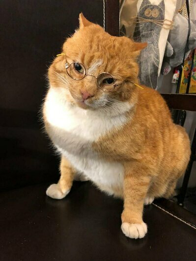 От «Котомафии» до модной экскурсии: три идеи для нескучного вечера в Зеленоградске - Новости Калининграда | Фото предоставлены организаторами