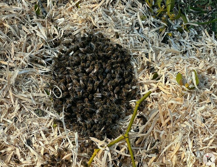 Куски сотов валяются на земле: на Верхнем озере разорили дупло с пчёлами (фото)   - Новости Калининграда | Фото: Юлия Ю.