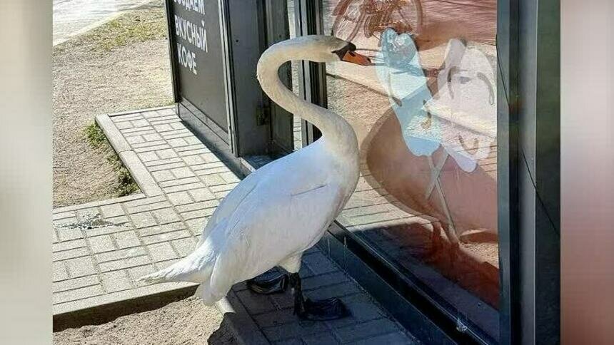 «Маловероятно, что он охраняет гнездо»: поведение «лебедя-кофемана» прокомментировал калининградский орнитолог   - Новости Калининграда | Фото: читатель «Клопс»