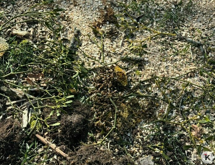 Куски сотов валяются на земле: на Верхнем озере разорили дупло с пчёлами (фото)   - Новости Калининграда | Фото: Юлия Ю.