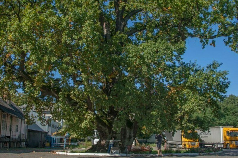 В Ладушкине возле легендарного 800-летнего дуба пройдёт фестиваль с хороводами, драниками и городками - Новости Калининграда | Фото: Владимир Сокольцев