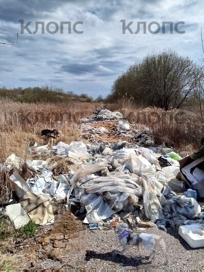 За Музеем мусора открылась альтернативная «экспозиция»: где ещё в Калининграде и области погрязли в отходах (фото)    - Новости Калининграда | Фото: Ольга 