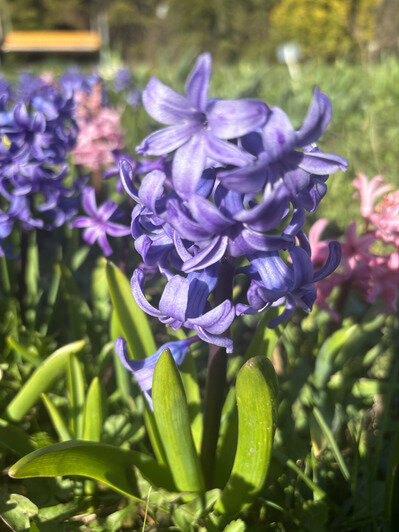 В Ботаническом саду БФУ зацвела аллея магнолий и другие деревья (фото)   - Новости Калининграда | Фото: «Клопс»