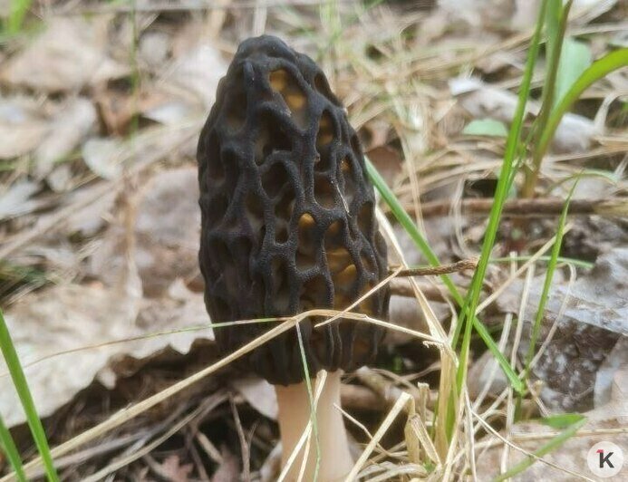 За месяц субботников из калининградских лесов вывезли пять грузовиков мусора и раскрыли места сморчков (фото)   - Новости Калининграда | Фото: Николай Смирнов