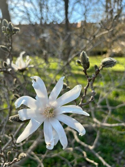 В Ботаническом саду БФУ зацвела аллея магнолий и другие деревья (фото)   - Новости Калининграда | Фото: «Клопс»