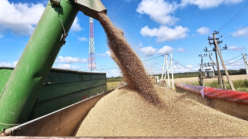 Латвия на фураже: калининградские фермеры отправили в Ригу 6,5 тыс. тонн пшеницы - Новости Калининграда | Фото: Александр Подгорчук / Архив «Клопс»