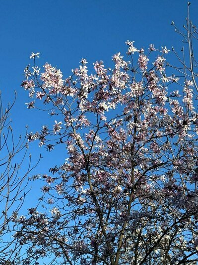 В Ботаническом саду БФУ зацвела аллея магнолий и другие деревья (фото)   - Новости Калининграда | Фото: «Клопс»