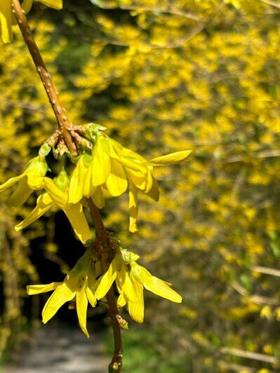 В Ботаническом саду БФУ зацвела аллея магнолий и другие деревья (фото)   - Новости Калининграда | Фото: «Клопс»