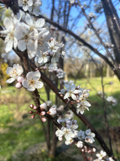 В Ботаническом саду БФУ зацвела аллея магнолий и другие деревья (фото)   - Новости Калининграда | Фото: «Клопс»