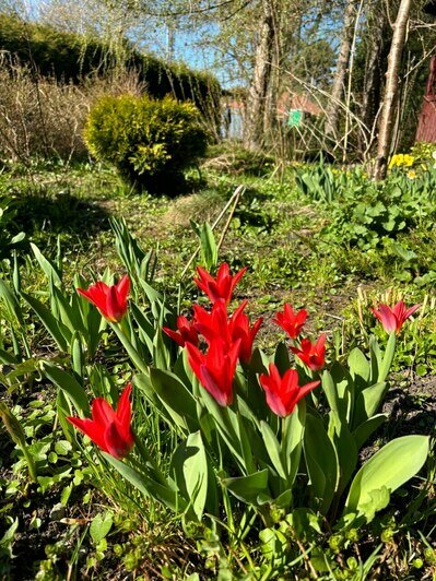 В Ботаническом саду БФУ зацвела аллея магнолий и другие деревья (фото)   - Новости Калининграда | Фото: «Клопс»