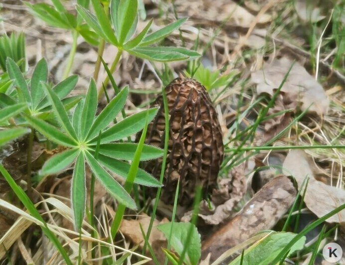 За месяц субботников из калининградских лесов вывезли пять грузовиков мусора и раскрыли места сморчков (фото)   - Новости Калининграда | Фото: Николай Смирнов