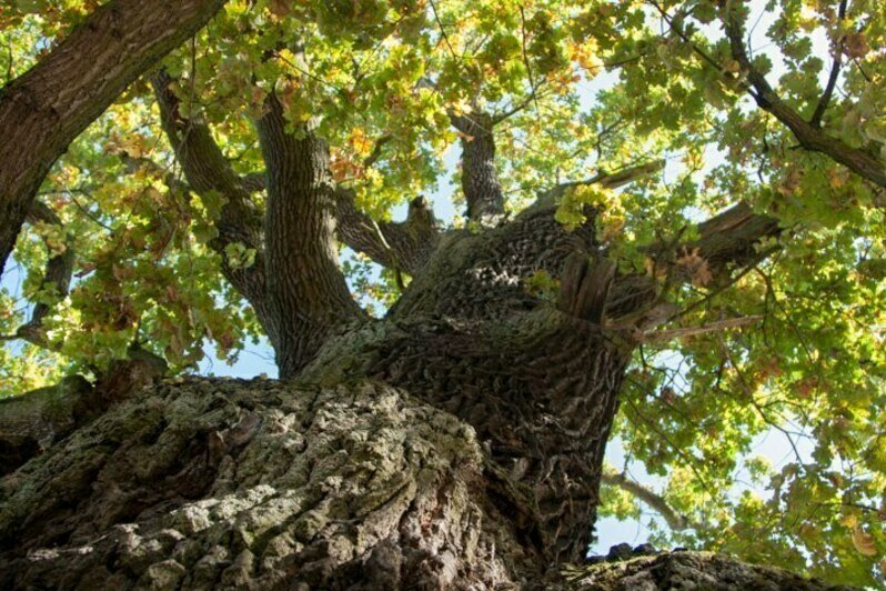 В Ладушкине возле легендарного 800-летнего дуба пройдёт фестиваль с хороводами, драниками и городками - Новости Калининграда | Фото: Владимир Сокольцев