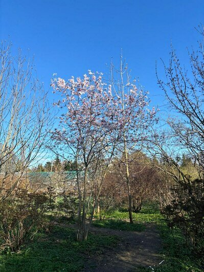 В Ботаническом саду БФУ зацвела аллея магнолий и другие деревья (фото)   - Новости Калининграда | Фото: «Клопс»