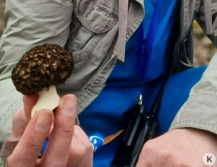 За месяц субботников из калининградских лесов вывезли пять грузовиков мусора и раскрыли места сморчков (фото)   - Новости Калининграда | Фото: Николай Смирнов