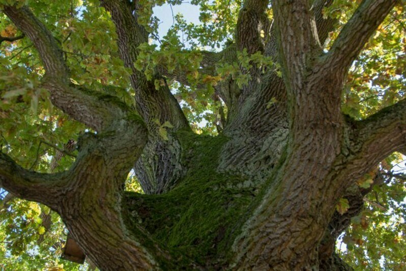 В Ладушкине возле легендарного 800-летнего дуба пройдёт фестиваль с хороводами, драниками и городками - Новости Калининграда | Фото: Владимир Сокольцев