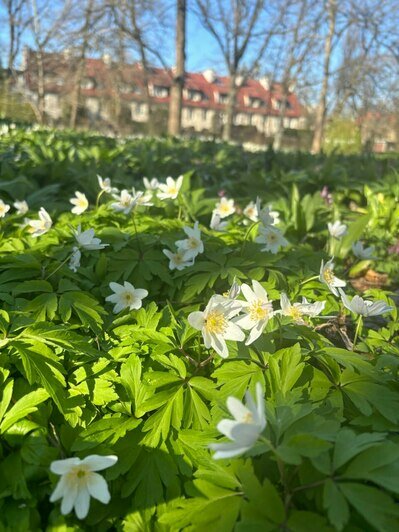 В Ботаническом саду БФУ зацвела аллея магнолий и другие деревья (фото)   - Новости Калининграда | Фото: «Клопс»