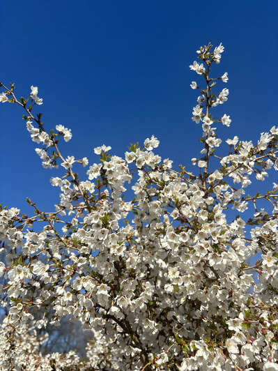В Ботаническом саду БФУ зацвела аллея магнолий и другие деревья (фото)   - Новости Калининграда | Фото: «Клопс»