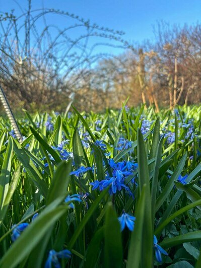 В Ботаническом саду БФУ зацвела аллея магнолий и другие деревья (фото)   - Новости Калининграда | Фото: «Клопс»