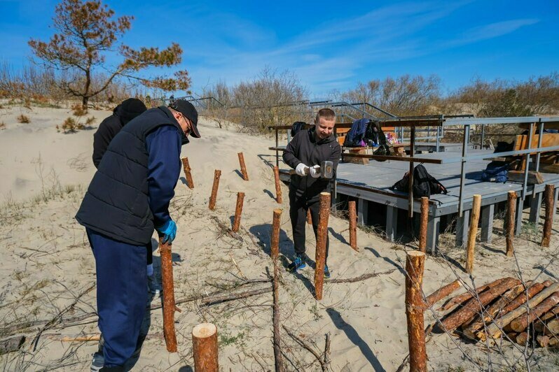 На Куршской косе укрепили уязвимый участок авандюны, по которому гости нацпарка любят прогуляться к морю (фото) - Новости Калининграда | Фото: канал национального парка «Куршская коса» / Телеграм