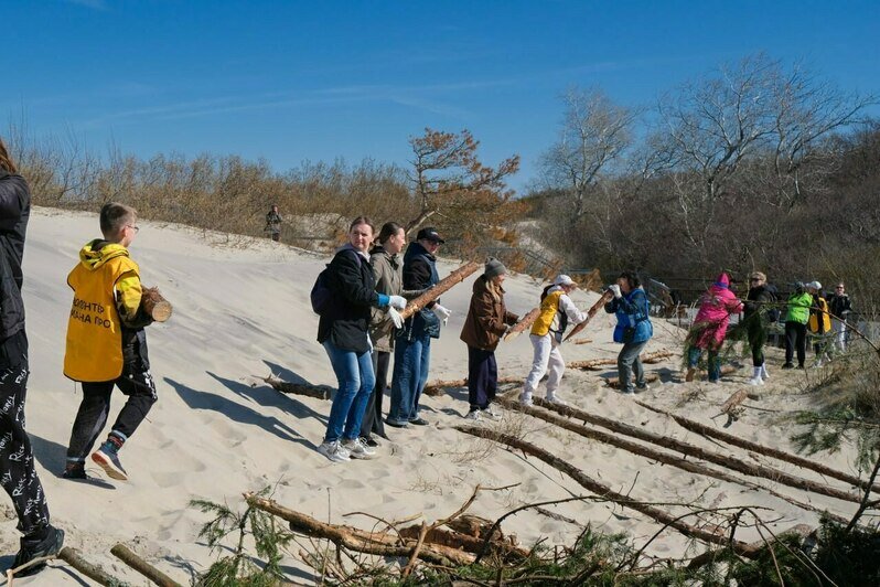 На Куршской косе укрепили уязвимый участок авандюны, по которому гости нацпарка любят прогуляться к морю (фото) - Новости Калининграда | Фото: канал национального парка «Куршская коса» / Телеграм