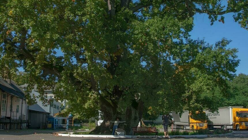 В Ладушкине хотят открыть музей в здании старой сыроварни, которое находится рядом с 800-летним дубом - Новости Калининграда | Фото: Владимир Сокольцев