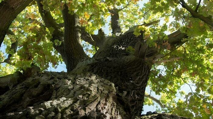 В Ладушкине хотят открыть музей в здании старой сыроварни, которое находится рядом с 800-летним дубом - Новости Калининграда | Фото: Владимир Сокольцев