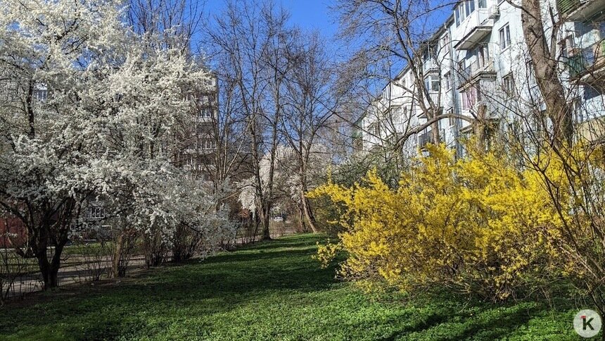 Кто съест яблоки за вас: как бороться с тлёй и долгоносиками во время цветения, рассказал калининградский агроном   - Новости Калининграда | Фото: «Клопс»