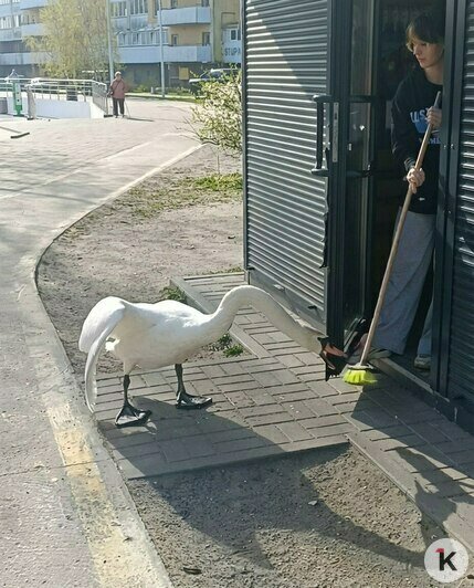 Кофейню на Летнем озере в Калининграде терроризирует агрессивный лебедь (видео) - Новости Калининграда | Скриншот видео: свидетель