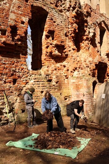 Убрали бурелом после зимних штормов: «Хранители руин» навели порядок на Бальге (фото)  - Новости Калининграда | Фото: Хранители руин