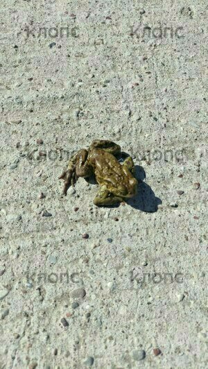 Жабы идут напролом: на Куршской косе проснувшиеся после зимы земноводные отважно пересекают шоссе (фото) - Новости Калининграда | Фото: очевидец Татьяна