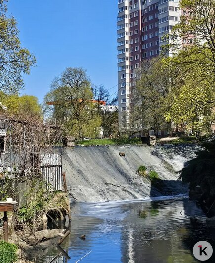 Гагаринский ручей снова пугает жителей Калининграда ароматами канализации и серым цветом воды (обновлено)   - Новости Калининграда | Скриншот видео: Денис А.