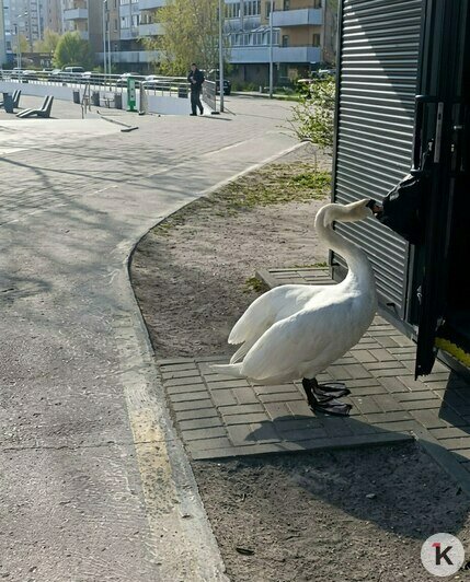 Кофейню на Летнем озере в Калининграде терроризирует агрессивный лебедь (видео) - Новости Калининграда | Скриншот видео: свидетель