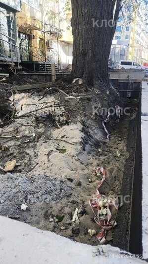 Власти Калининграда рассказали о причинах падения деревьев на Галицкого (фото)   - Новости Калининграда | Фото: очевидец