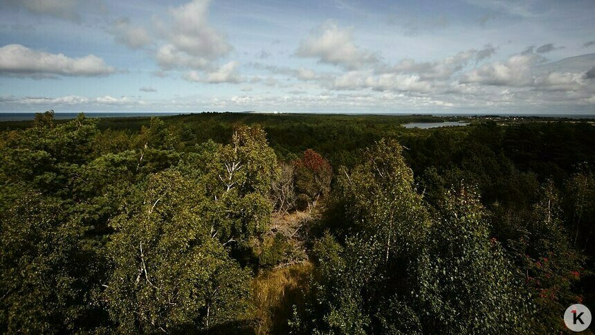 В Калининградской области на 21 день запретили посещать леса  - Новости Калининграда | Фото: Александр Подгорчук / Архив «Клопс»