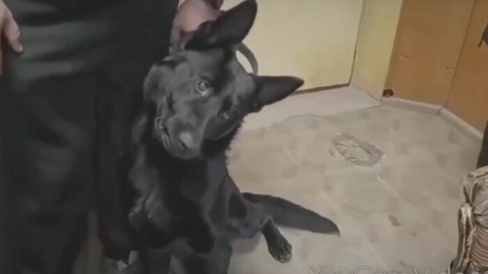 Овчарка Донбасс | Скриншот видео: сообщество «Премия "Мой ласковый и нужный зверь"» / «ВКонтакте»