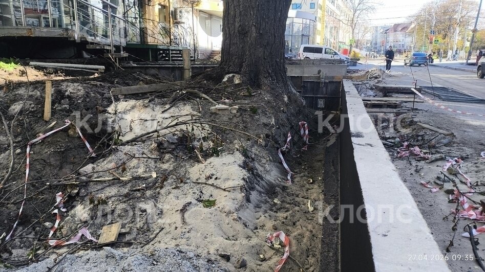Власти Калининграда рассказали о причинах падения деревьев на Галицкого (фото)   - Новости Калининграда | Фото: очевидец