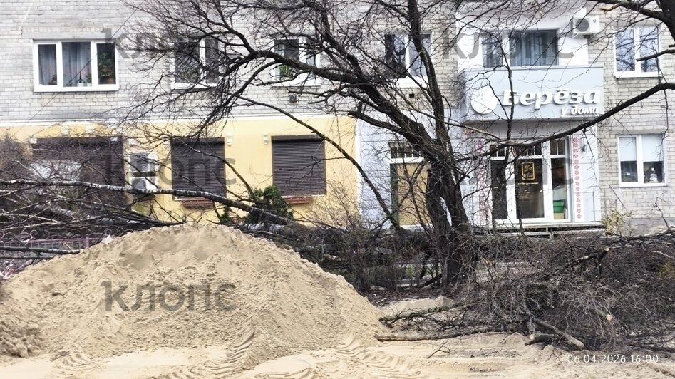 Власти Калининграда рассказали о причинах падения деревьев на Галицкого (фото)   - Новости Калининграда | Фото: очевидец