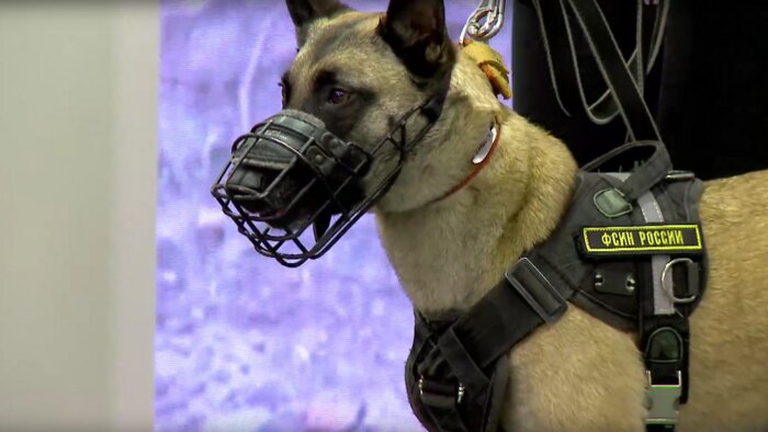 Овчарка Кали | Кадр трансляции / сообщество «Премия "Мой ласковый и нужный зверь"» во «ВКонтакте»