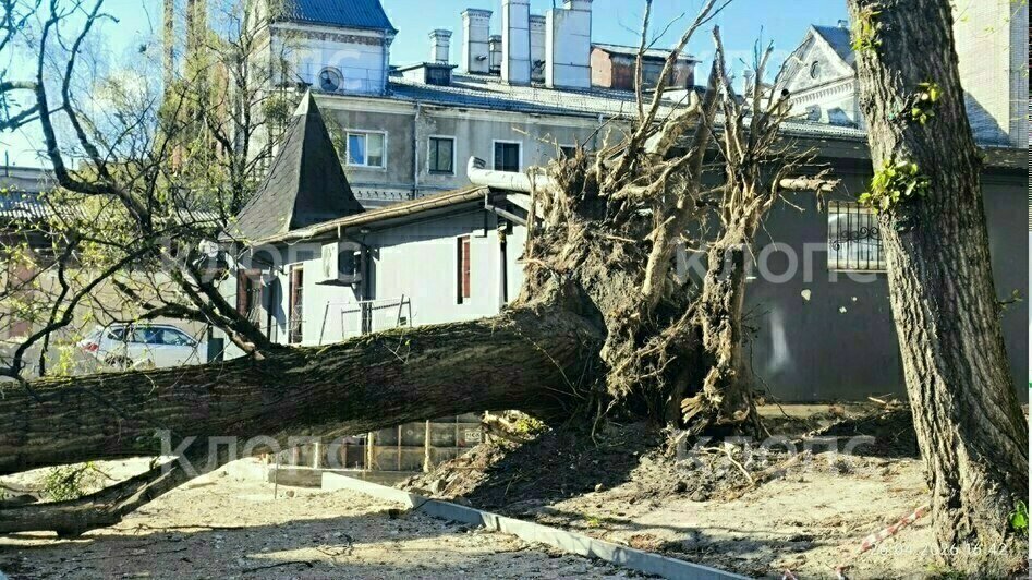 Власти Калининграда рассказали о причинах падения деревьев на Галицкого (фото)   - Новости Калининграда | Фото: очевидец