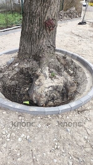 Власти Калининграда рассказали о причинах падения деревьев на Галицкого (фото)   - Новости Калининграда | Фото: очевидец