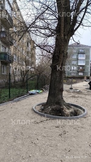 Власти Калининграда рассказали о причинах падения деревьев на Галицкого (фото)   - Новости Калининграда | Фото: очевидец