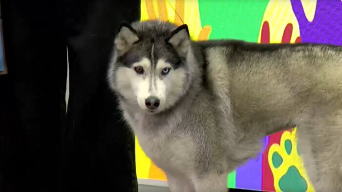 Хаски Ита | Скриншот видео: сообщество «Премия "Мой ласковый и нужный зверь"» / «ВКонтакте»