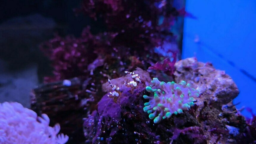 Мирная и неагрессивная: аквариум Музея Мирового океана пополнился «танцующей креветкой» (видео)   - Новости Калининграда | Фото: пресс-служба Музея Мирового океана