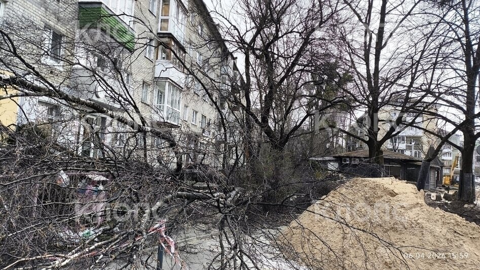 Власти Калининграда рассказали о причинах падения деревьев на Галицкого (фото)   - Новости Калининграда | Фото: очевидец
