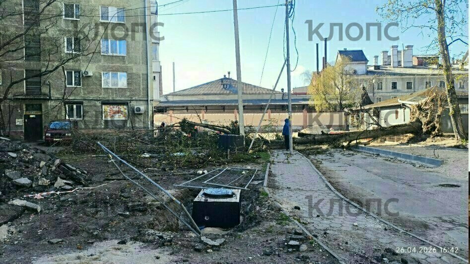 Власти Калининграда рассказали о причинах падения деревьев на Галицкого (фото)   - Новости Калининграда | Фото: очевидец