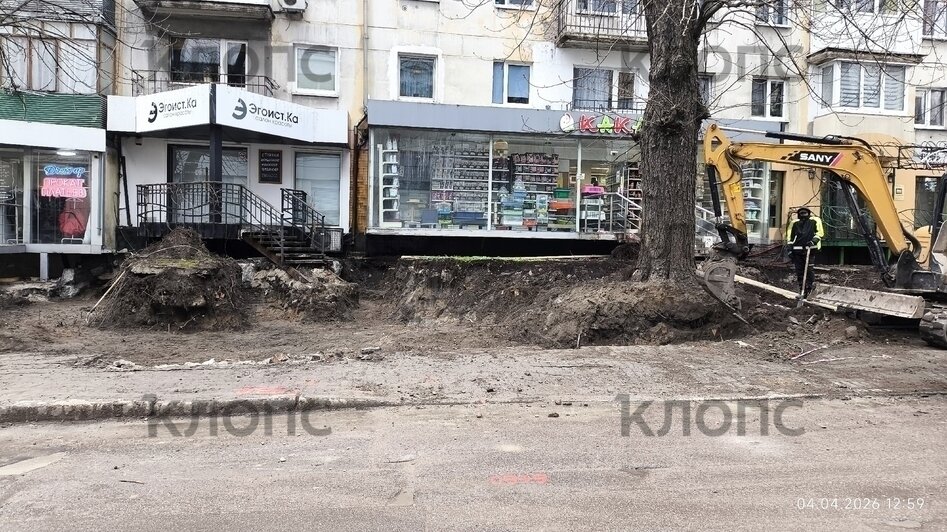 Власти Калининграда рассказали о причинах падения деревьев на Галицкого (фото)   - Новости Калининграда | Фото: очевидец